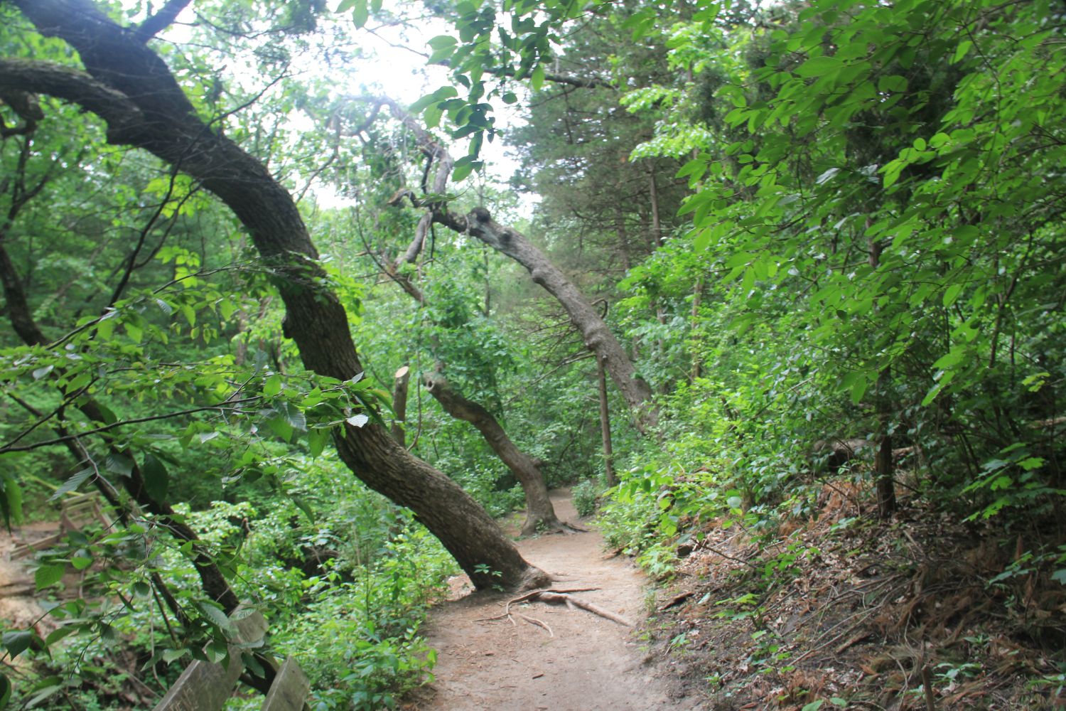 Starved Rock 